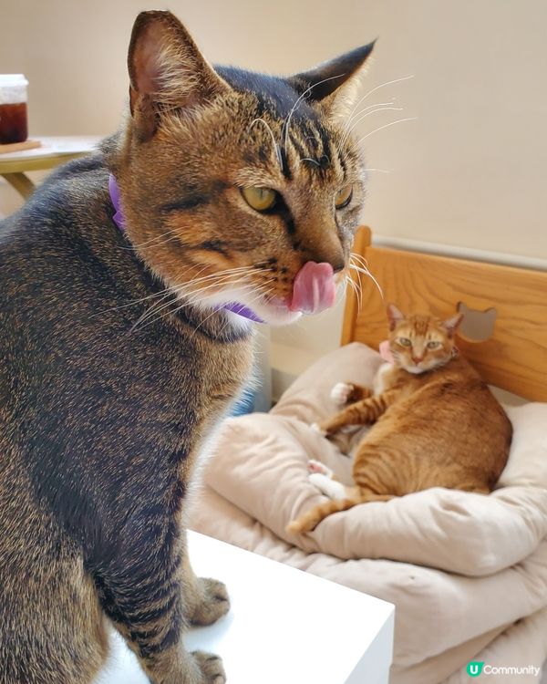 Cat Tea Room 貓之茶房🐱☕️
