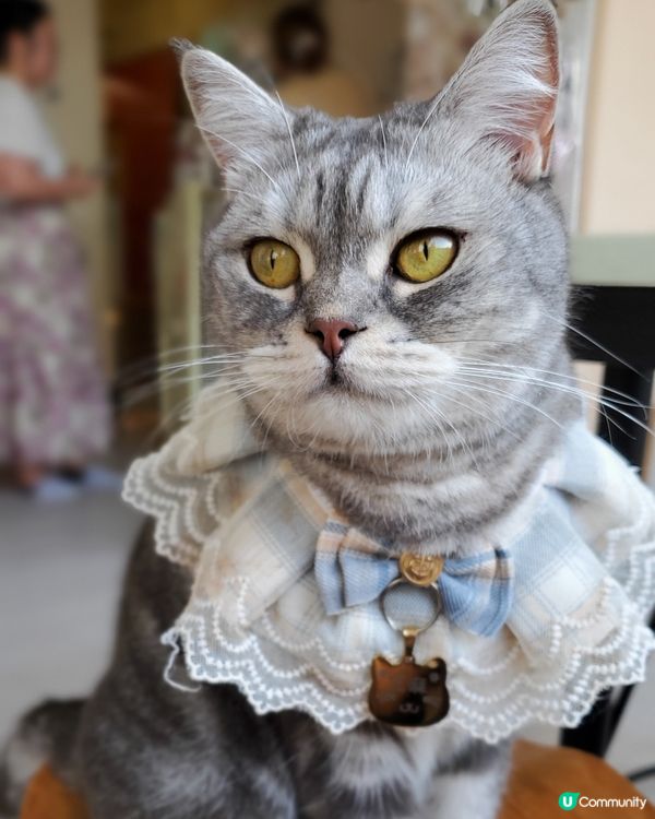Cat Tea Room 貓之茶房🐱☕️

