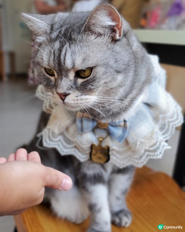 Cat Tea Room 貓之茶房🐱☕️
