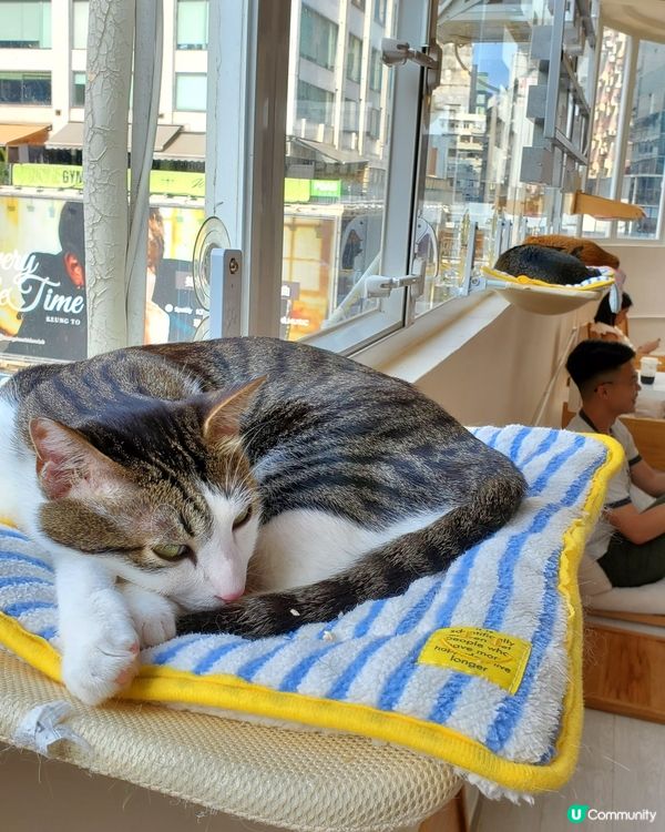 Cat Tea Room 貓之茶房🐱☕️
