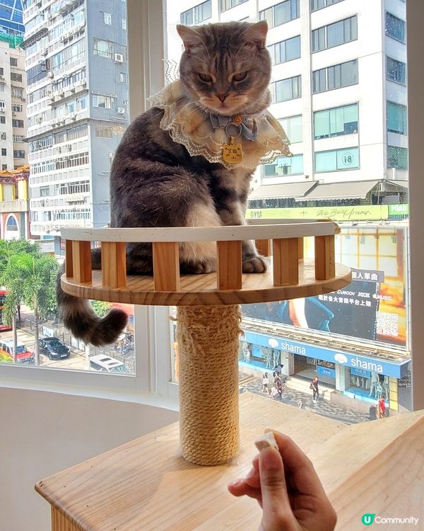 Cat Tea Room 貓之茶房🐱☕️
