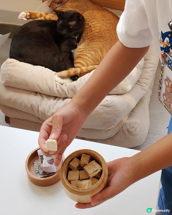 Cat Tea Room 貓之茶房🐱☕️
