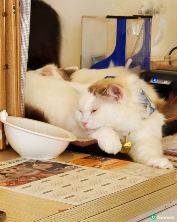 Cat Tea Room 貓之茶房🐱☕️
