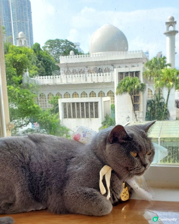 Cat Tea Room 貓之茶房🐱☕️
