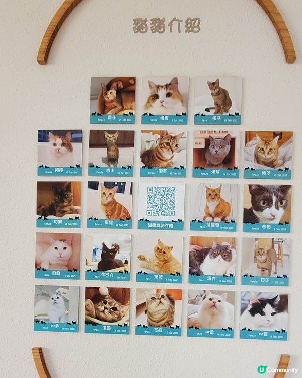 Cat Tea Room 貓之茶房🐱☕️
