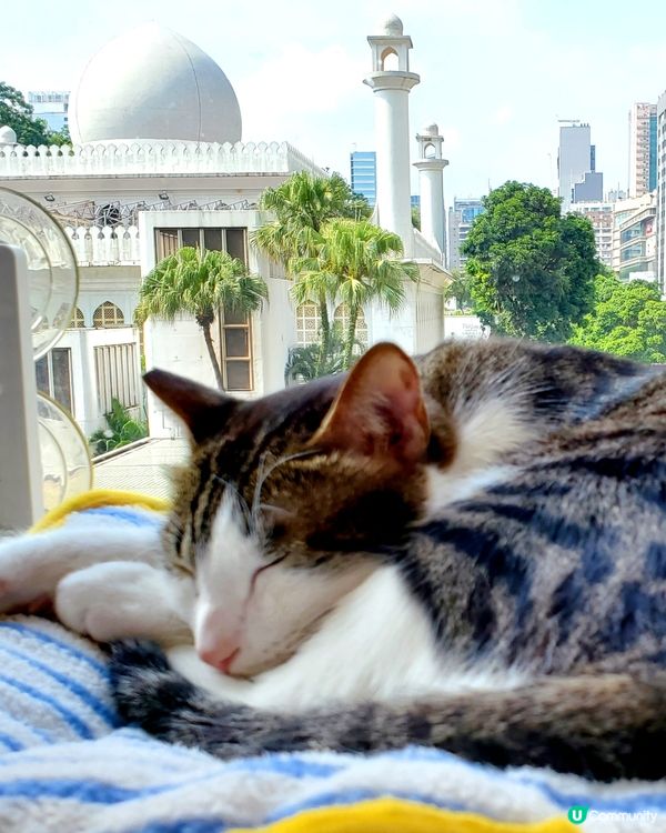 Cat Tea Room 貓之茶房🐱☕️
