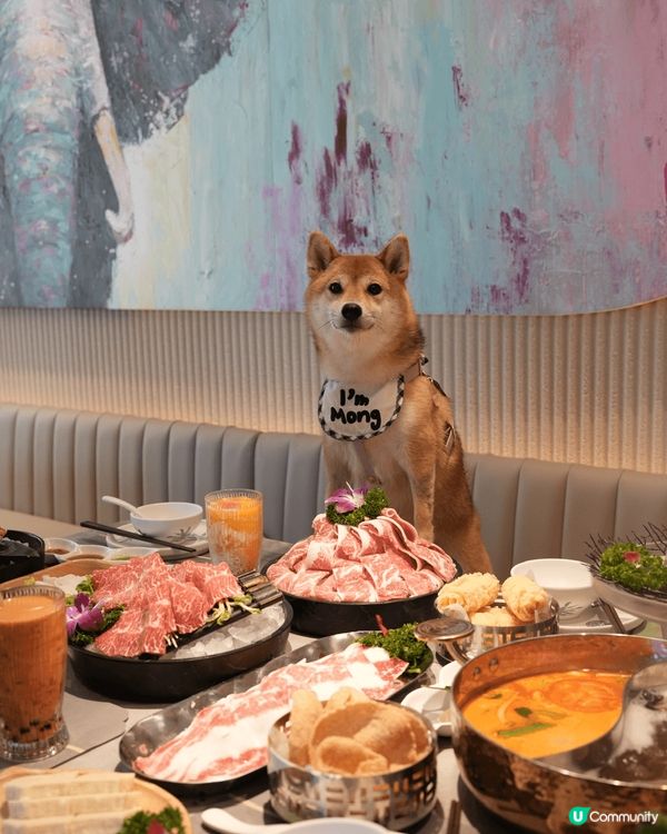 竟然有泰式火鍋店可以帶狗狗一齊入❗️
