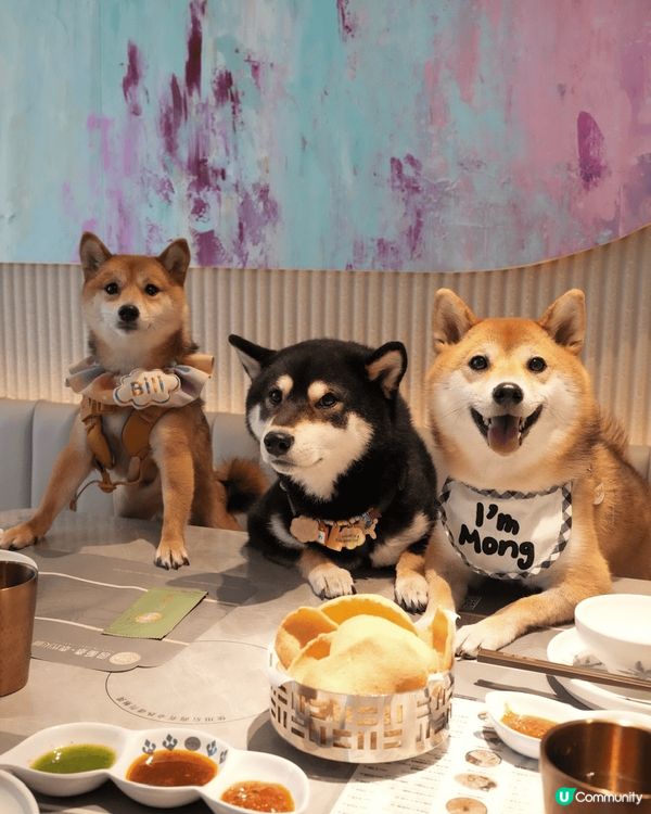 竟然有泰式火鍋店可以帶狗狗一齊入❗️