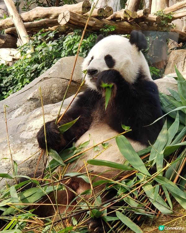 熊貓回到少年時-食食食