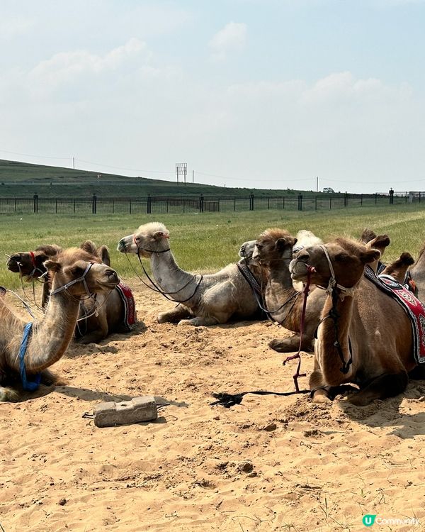 2024 蒙古國 Mongolia 🇲🇳遊記