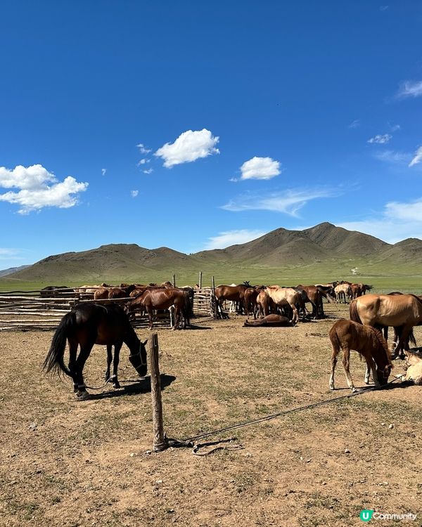 2024 蒙古國 Mongolia 🇲🇳遊記