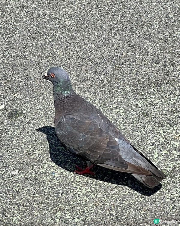 🕊️🕊️鴿@隅田公園🕊️🕊️