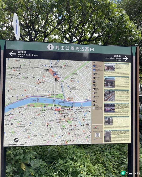 🕊️🕊️鴿@隅田公園🕊️🕊️