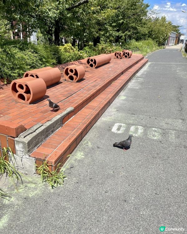 🕊️🕊️鴿@隅田公園🕊️🕊️