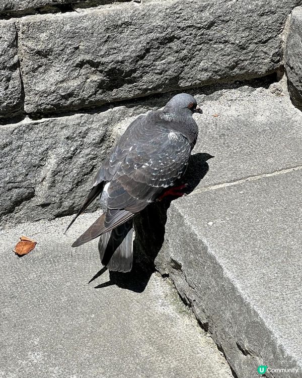 🕊️🕊️鴿@隅田公園🕊️🕊️