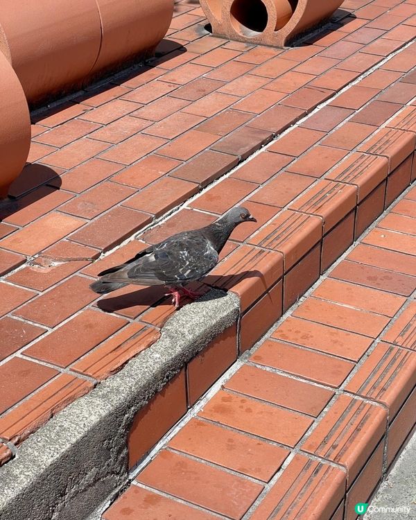 🕊️🕊️鴿@隅田公園🕊️🕊️