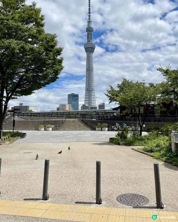 🕊️🕊️鴿@隅田公園🕊️🕊️