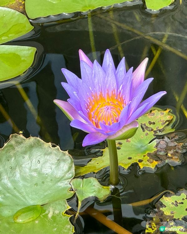 佛日增輝：慈山寺
