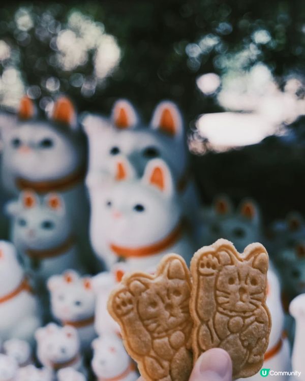 🇯🇵東京必打卡滿滿招財貓招福貓😍超可愛