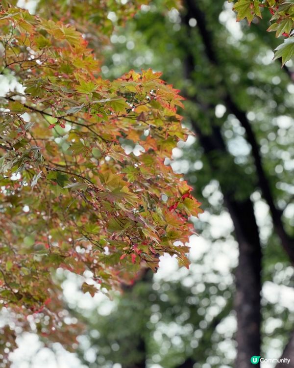 🇰🇷韓國首爾景點推薦——南山塔景色