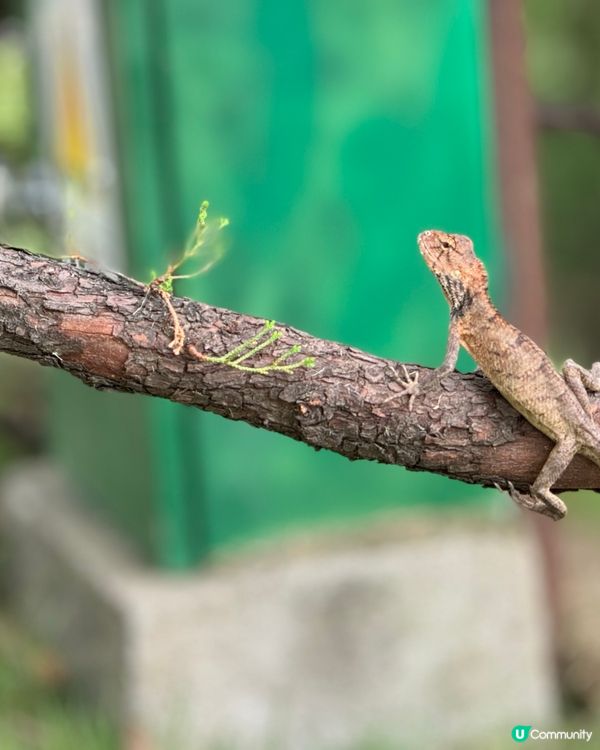 被花包圍的雲台公園