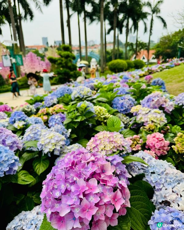 被花包圍的雲台公園