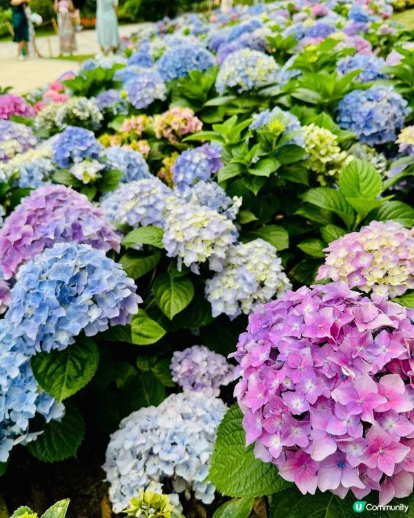 被花包圍的雲台公園