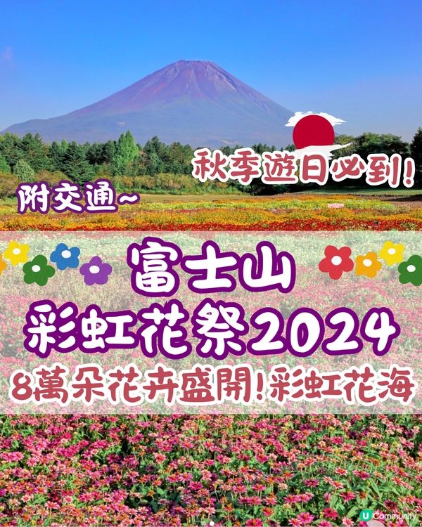 富士山彩虹花祭2024🇯🇵8萬朵花卉盛開成彩虹花海🌈附交通~