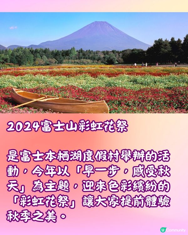 富士山彩虹花祭2024🇯🇵8萬朵花卉盛開成彩虹花海🌈附交通~