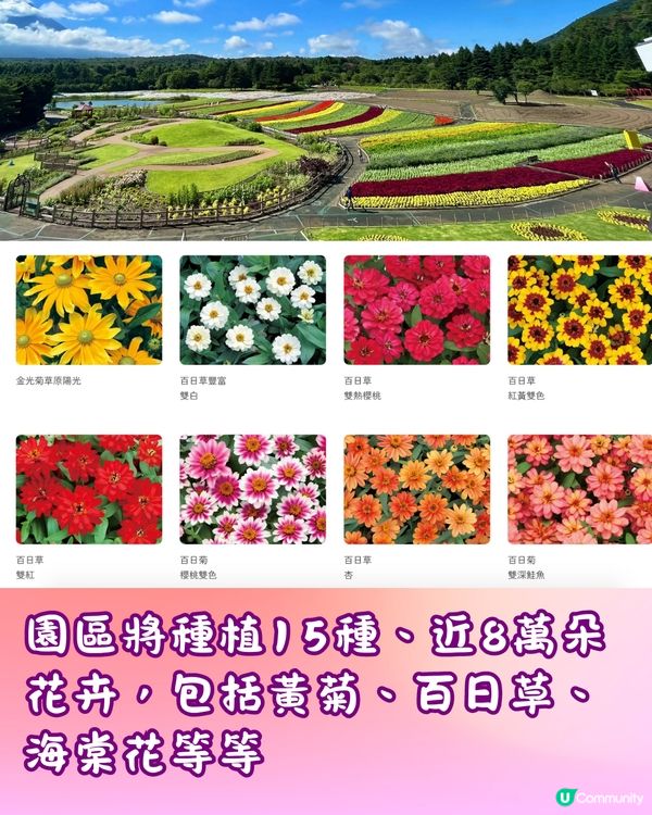 富士山彩虹花祭2024🇯🇵8萬朵花卉盛開成彩虹花海🌈附交通~