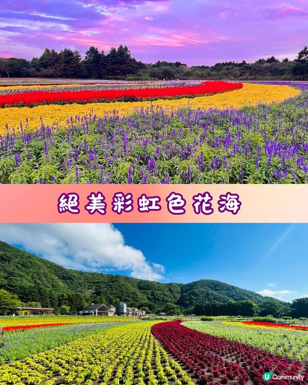 富士山彩虹花祭2024🇯🇵8萬朵花卉盛開成彩虹花海🌈附交通~