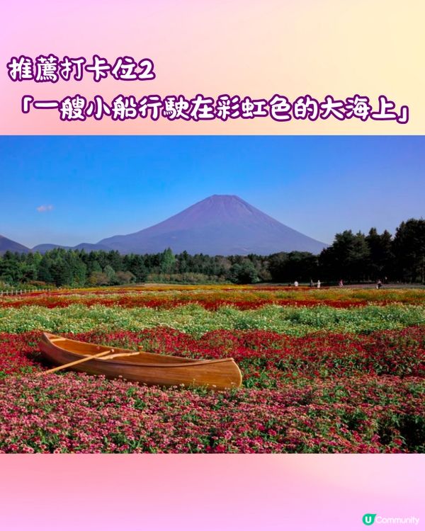 富士山彩虹花祭2024🇯🇵8萬朵花卉盛開成彩虹花海🌈附交通~