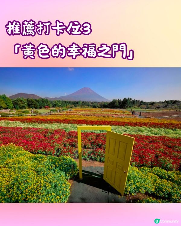 富士山彩虹花祭2024🇯🇵8萬朵花卉盛開成彩虹花海🌈附交通~