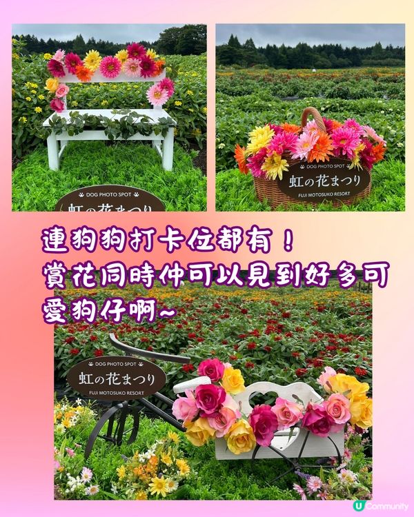 富士山彩虹花祭2024🇯🇵8萬朵花卉盛開成彩虹花海🌈附交通~