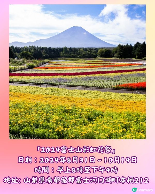 富士山彩虹花祭2024🇯🇵8萬朵花卉盛開成彩虹花海🌈附交通~