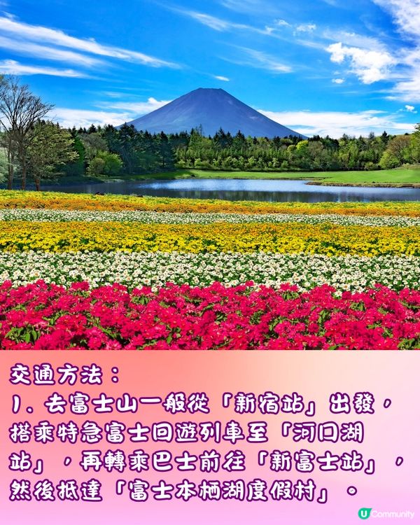 富士山彩虹花祭2024🇯🇵8萬朵花卉盛開成彩虹花海🌈附交通~