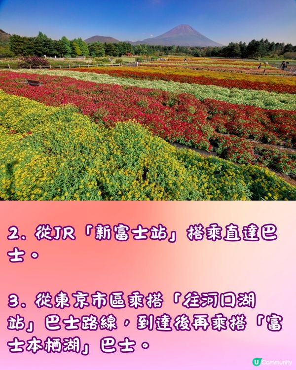 富士山彩虹花祭2024🇯🇵8萬朵花卉盛開成彩虹花海🌈附交通~