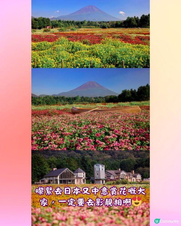 富士山彩虹花祭2024🇯🇵8萬朵花卉盛開成彩虹花海🌈附交通~