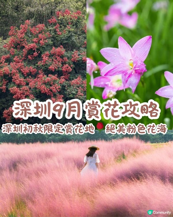 深圳九月賞花攻略🌹初秋限定絕美粉色花海🌸