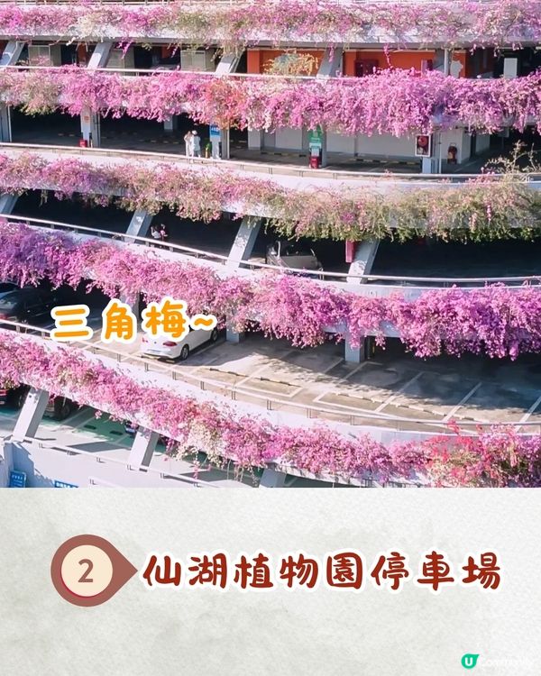 深圳九月賞花攻略🌹初秋限定絕美粉色花海🌸