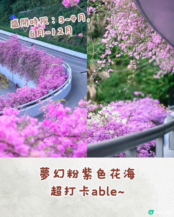 深圳九月賞花攻略🌹初秋限定絕美粉色花海🌸