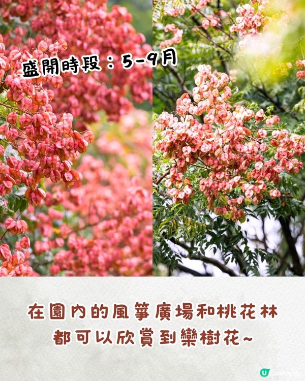 深圳九月賞花攻略🌹初秋限定絕美粉色花海🌸