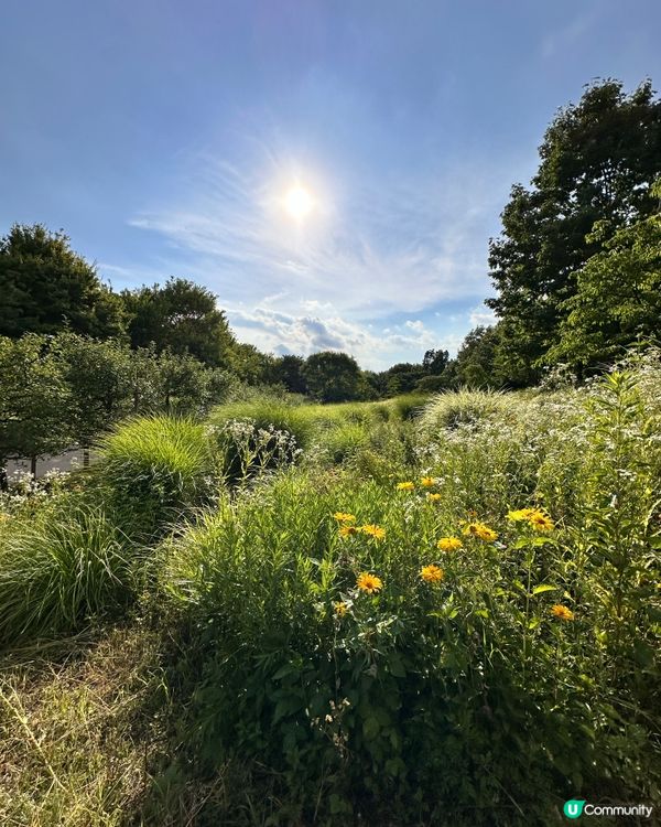 🇰🇷韓國首爾林公園！必逛超美景點推薦！