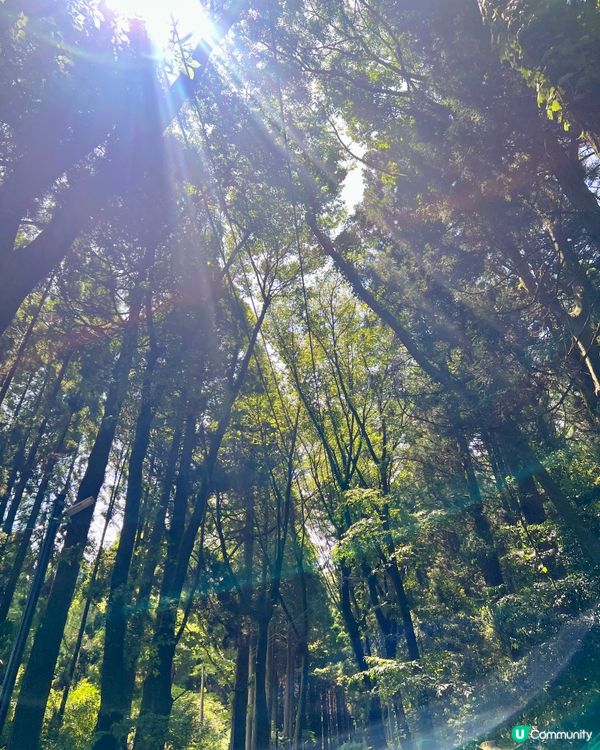 螢火之森場景✨ 上色見熊野座神社⛩️