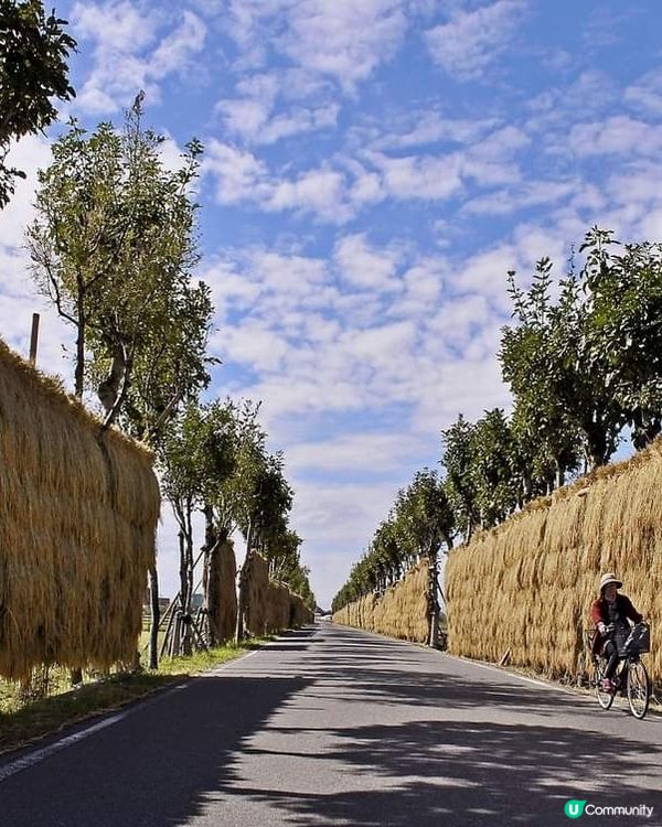 新潟 🚲 金黃稻田單車遊 🌾