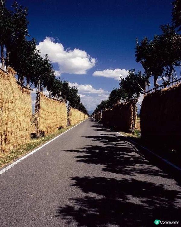 新潟 🚲 金黃稻田單車遊 🌾
