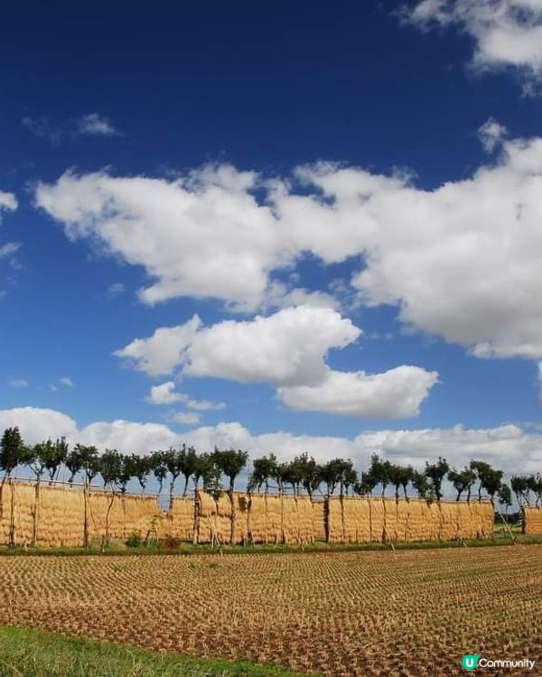 新潟 🚲 金黃稻田單車遊 🌾