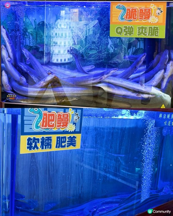 烤活脆鰻魚專門店❤️‍🔥獅子三