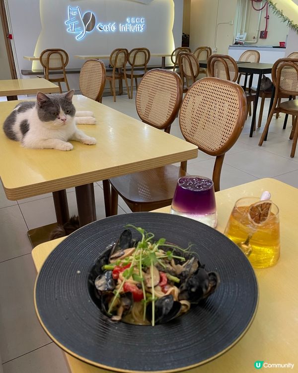 長沙灣貓Cafe 🐱🐾  
玩貓 食嘢 打卡📷