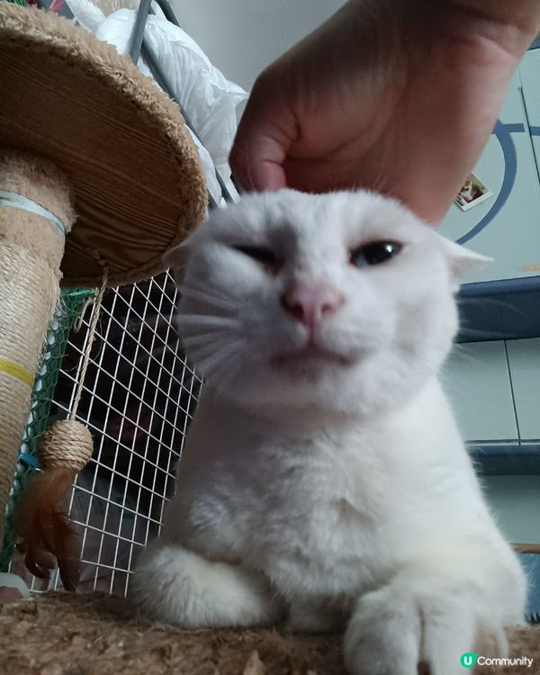 #貓貓日常 我同阿妹每日都係咁架啦！都唔明媽媽咪有喵好影😤